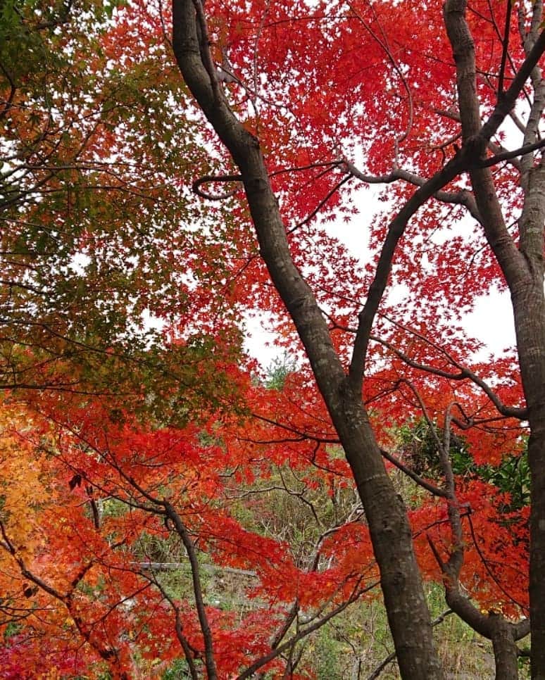 和田益典さんのインスタグラム写真 - (和田益典Instagram)「◆ 京都某所 . . . って言うてもバレへんやんな？笑 . . いえいえ、本日のJob場所（泉佐野らへん）にて見かけたものですよ。 . 晴れてたらもっと綺麗やったでしょうに。 . . ここんとこ外では連日山登りJobですが、こういう場面に出くわした時に「ほっこり」出来るかどうかって事ですな。 . . . #モミジ #紅葉 #晩秋 #秋 #カエデ #赤 #紅 #スマホ撮影 #曇天 #スマホ #スマホ写真 #autumnleaves #autumn #smartphone #red #yellow #green #グラデーションカラー #樹木 #植物 #園芸 #造園 #plant #tree #落葉樹 #植木 #もみじ #🍁 #イロハモミジ #japan .」11月28日 20時00分 - masunori_wada