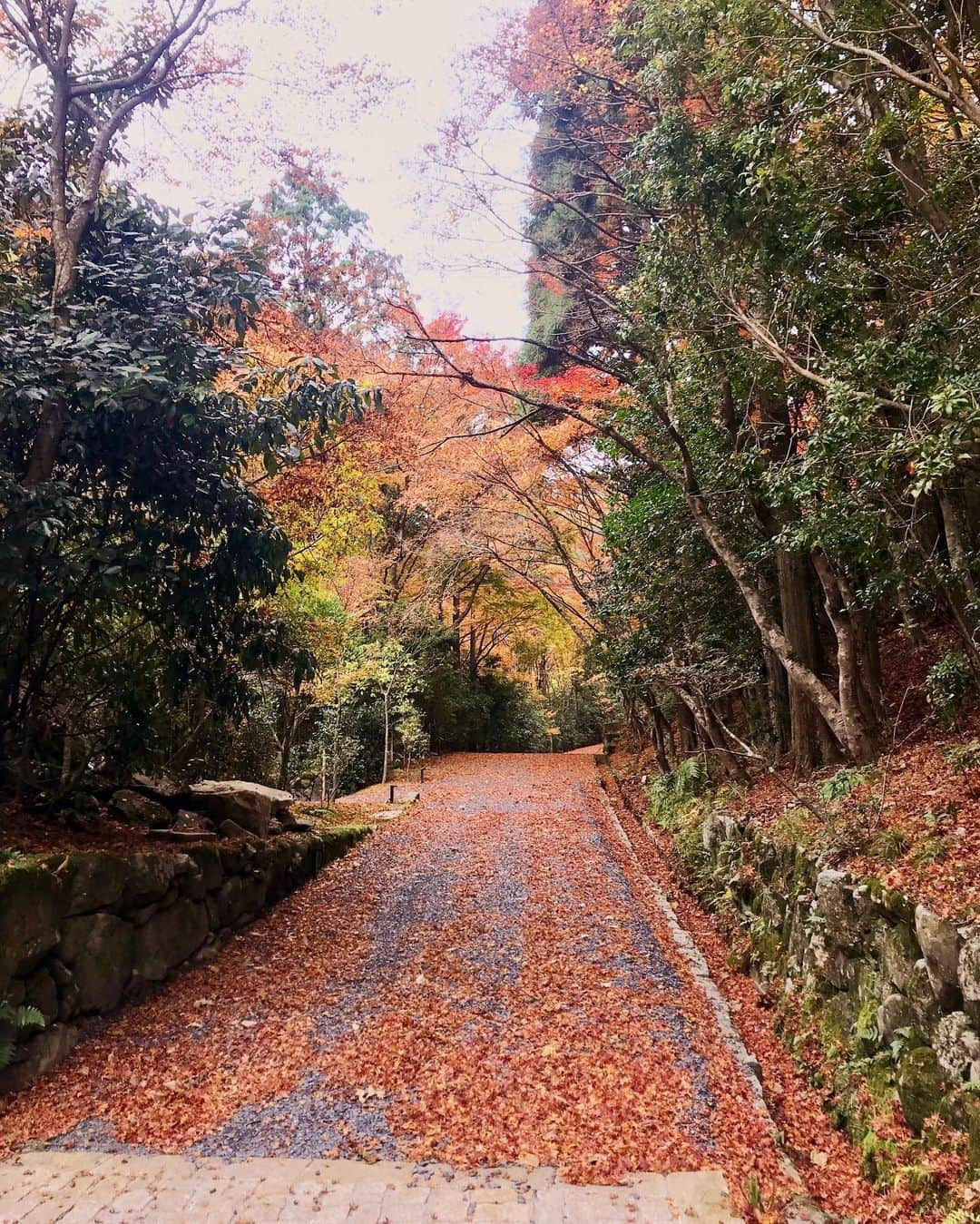 佐藤衣里子さんのインスタグラム写真 - (佐藤衣里子Instagram)「アマン京都がオープンしたので行ってきたよ🍁💞 紅葉の季節に行けてとっても綺麗だった☺️❣️ 自然に触れて心が浄化されました😊✨ #aman#amankyoto#アマン#京都#紅葉#autumnvibes」11月28日 20時19分 - eriko0625