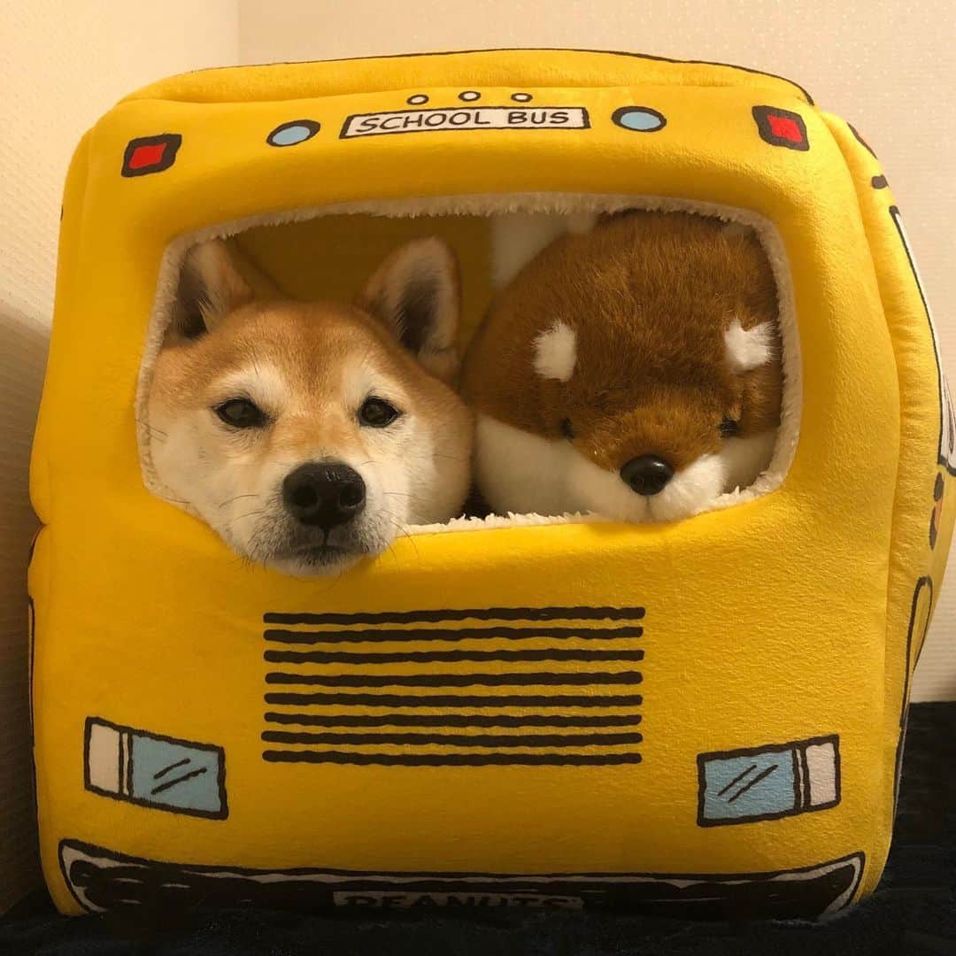 マロたんのインスタグラム：「The bus is full. 定員2わんこ、そのうち1わんこティッシュカバー #shiba #shibainu #weeklyfluff #ilovemydog」