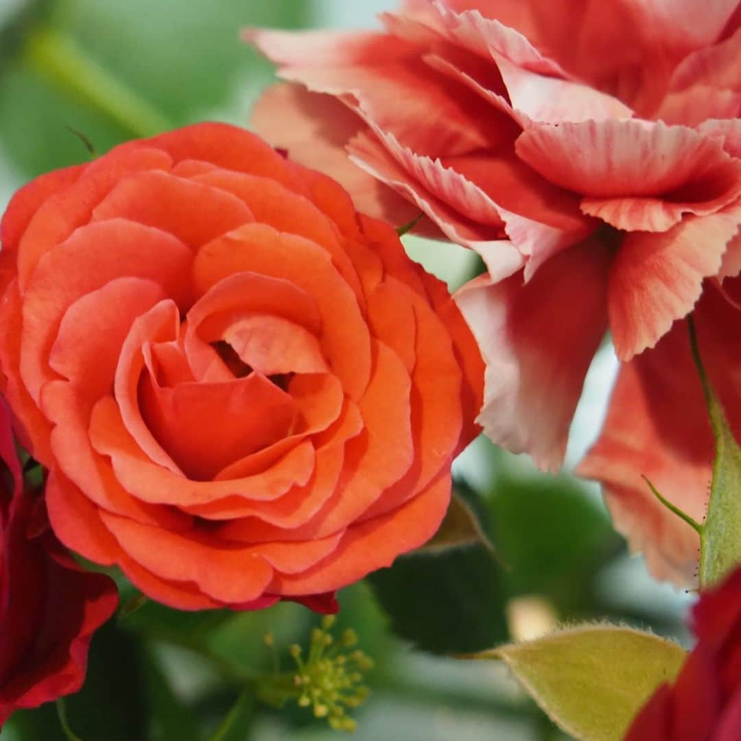 今井安紀さんのインスタグラム写真 - (今井安紀Instagram)「Practicing series. I took pictures of flowers by 14-42mm lens with macro converter. Hmmm... Macro pictures are really interesting. 撮影練習シリーズ。14-42mmのレンズにマクロコンバーター付けて撮影。3枚目だけ暗い…今度は露出補正忘れないようにしよう。 しかしマクロ面白い。肉眼でもこんなに寄っても見られないですよね。 (All pictures are 42mm F5.6)  #olympus #olympuspen #olympuspenepl9 #epl9  #nofilter #photolovers #noedit #mconp01 #macro #macrophotography #macroconverter #flowerstagram #flower_is #オリンパス #オリンパスPEN #加工なし #ミラーレス一眼 #写真撮ってる人と繋がりたい #マクロコンバーター #お花のある生活 #接写グラム」11月28日 20時31分 - i_am_akinyan0826