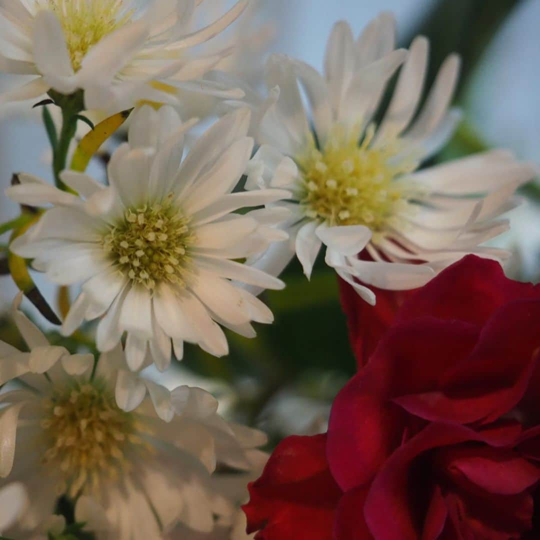 今井安紀さんのインスタグラム写真 - (今井安紀Instagram)「Practicing series. I took pictures of flowers by 14-42mm lens with macro converter. Hmmm... Macro pictures are really interesting. 撮影練習シリーズ。14-42mmのレンズにマクロコンバーター付けて撮影。3枚目だけ暗い…今度は露出補正忘れないようにしよう。 しかしマクロ面白い。肉眼でもこんなに寄っても見られないですよね。 (All pictures are 42mm F5.6)  #olympus #olympuspen #olympuspenepl9 #epl9  #nofilter #photolovers #noedit #mconp01 #macro #macrophotography #macroconverter #flowerstagram #flower_is #オリンパス #オリンパスPEN #加工なし #ミラーレス一眼 #写真撮ってる人と繋がりたい #マクロコンバーター #お花のある生活 #接写グラム」11月28日 20時31分 - i_am_akinyan0826