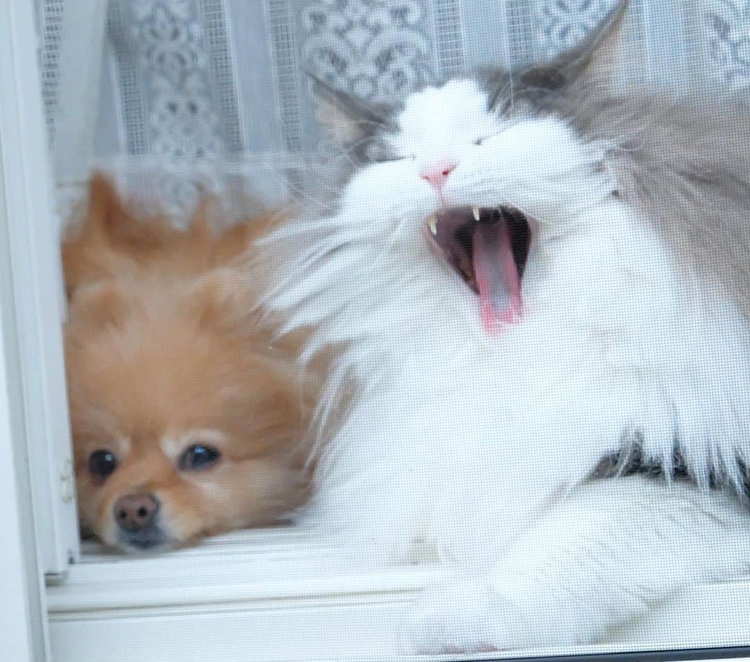 Hanaさんのインスタグラム写真 - (HanaInstagram)「ブログ更新しました♪ プロフィールから飛べます🚀 http://kedamakyoudai.blog.jp/ * ふぁぁああ〜😸 * * #NorwegianForestCat#Pomeranian#japan#catlover#doglover#dogs#cat#Kawaii#fluffy#pom#fluffydog#catsofinstagram#dogsofinstagram#fluffycat#ノルウェージャンフォレストキャット#ポメラニアン#pecoいぬ部#ペコねこ部#犬と猫のいる暮らし#かわいい#cute#cutecat#cutedog#funny#funnydog#funnycat#いぬのきもち#ねこのきもち」11月28日 20時47分 - mofu2family