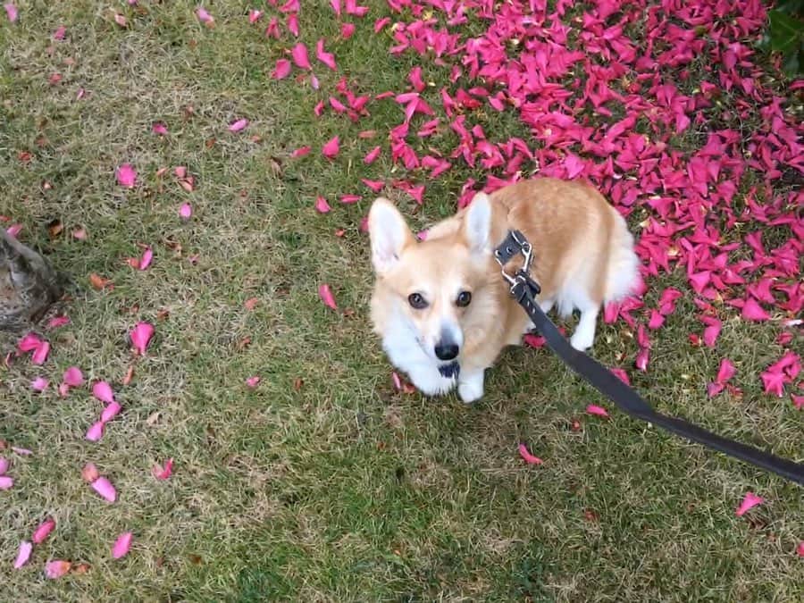 maggydaisyのインスタグラム：「_  もでるさん修行もらくじゃないのー  #お迎え7ヶ月 #maggydaisymore20191128 #corgi #コーギー #犬のいる暮らし #里親」