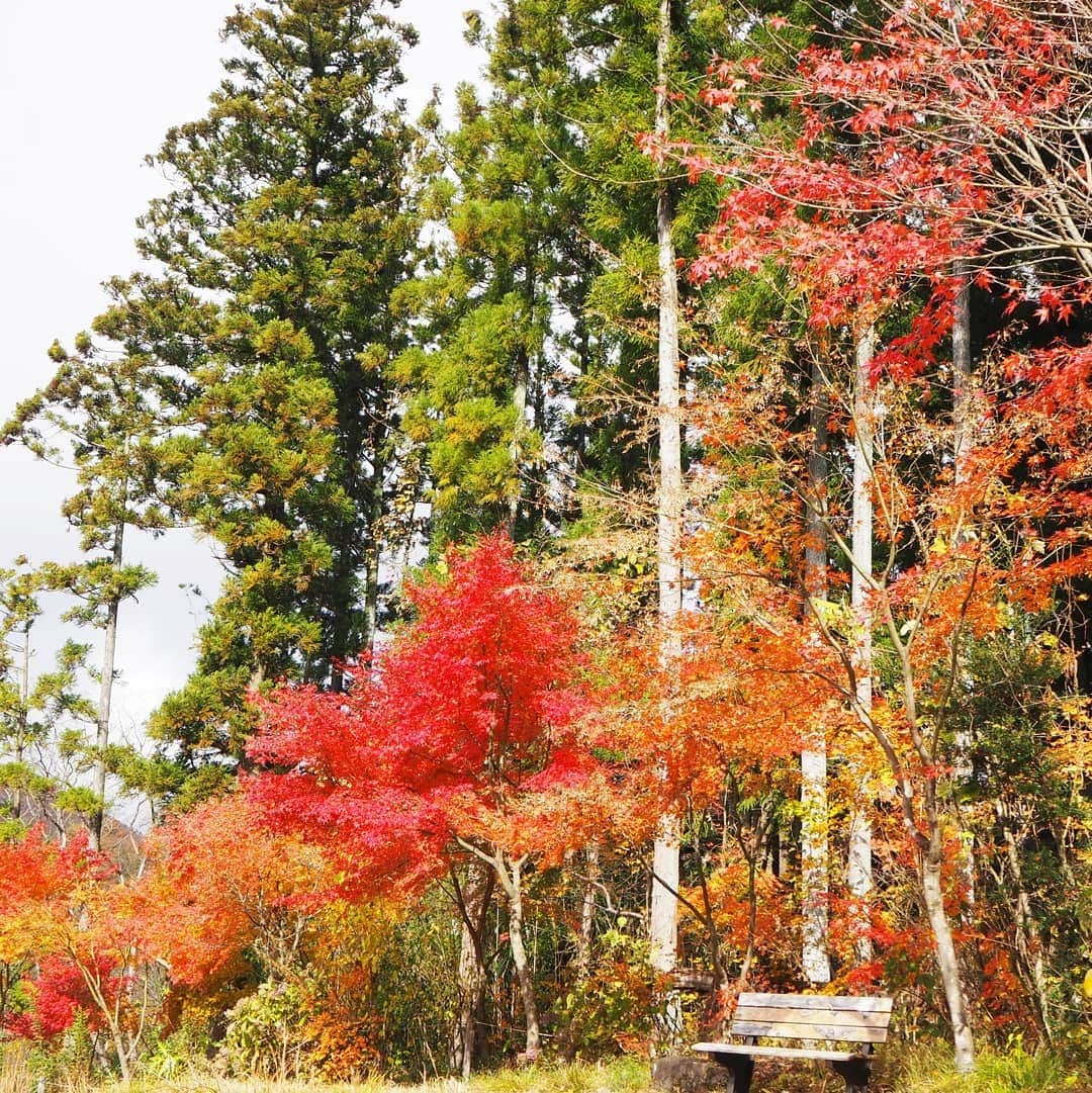 Kuboi Ayumiさんのインスタグラム写真 - (Kuboi AyumiInstagram)「家族で川のせせらぎに癒されながら紅葉を楽しんできました！ 本当にきれいなので、スワイプしてみてくださいね。  こちらは水上温泉に行ったときに立ち寄った諏訪峡遊歩道の途中にある与謝野晶子歌碑公園です。  利根川の渓谷美を橋の上から眺めたり。 ちょっと揺れる橋に最初は「こわい～！」と泣いていた娘でしたが 最後にはにっこり！  私が行ったときはチラッと雪が降ったりして、本当にきれいな紅葉を満喫できました。 のんびり散歩しながら、娘たちはどんぐりを拾ったり、きれいな落ち葉をせっせとバッグにつめたり。 秋を堪能してきましたよ。  ちなみに、今回水上温泉で宿泊したホテルは、お気に入りのみなかみホテルジュラクです☆  @minakami.hotel.juraku_official #家族旅行 #群馬旅行　#travel #gunma #ドライブ #drive #水上温泉 #群馬 #japan #インスタ映え #photogenic #フォトジェニック #dress #みなかみホテルジュラク #pr #宿泊体験記 #紅葉」11月28日 21時04分 - himekagami