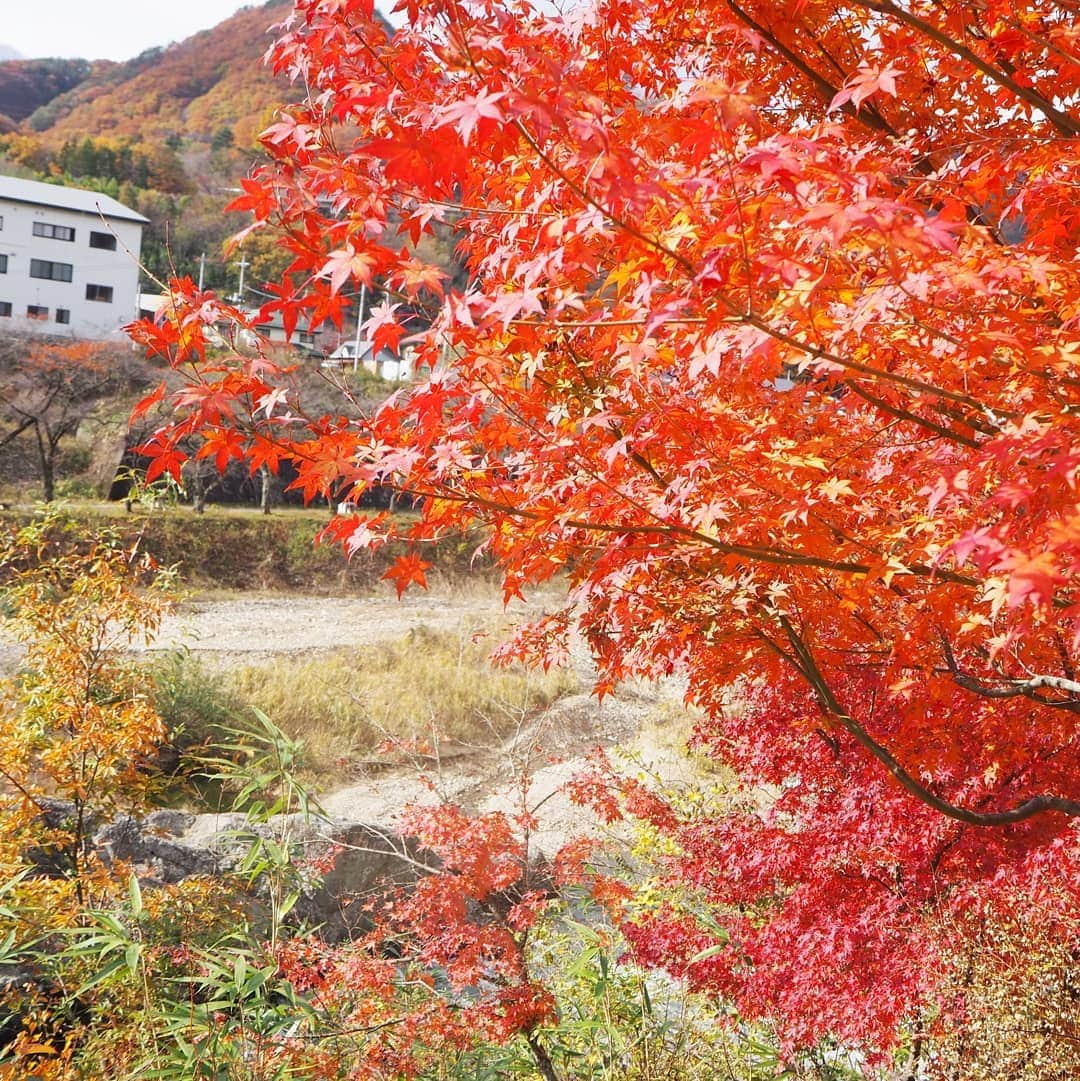 Kuboi Ayumiさんのインスタグラム写真 - (Kuboi AyumiInstagram)「家族で川のせせらぎに癒されながら紅葉を楽しんできました！ 本当にきれいなので、スワイプしてみてくださいね。  こちらは水上温泉に行ったときに立ち寄った諏訪峡遊歩道の途中にある与謝野晶子歌碑公園です。  利根川の渓谷美を橋の上から眺めたり。 ちょっと揺れる橋に最初は「こわい～！」と泣いていた娘でしたが 最後にはにっこり！  私が行ったときはチラッと雪が降ったりして、本当にきれいな紅葉を満喫できました。 のんびり散歩しながら、娘たちはどんぐりを拾ったり、きれいな落ち葉をせっせとバッグにつめたり。 秋を堪能してきましたよ。  ちなみに、今回水上温泉で宿泊したホテルは、お気に入りのみなかみホテルジュラクです☆  @minakami.hotel.juraku_official #家族旅行 #群馬旅行　#travel #gunma #ドライブ #drive #水上温泉 #群馬 #japan #インスタ映え #photogenic #フォトジェニック #dress #みなかみホテルジュラク #pr #宿泊体験記 #紅葉」11月28日 21時04分 - himekagami