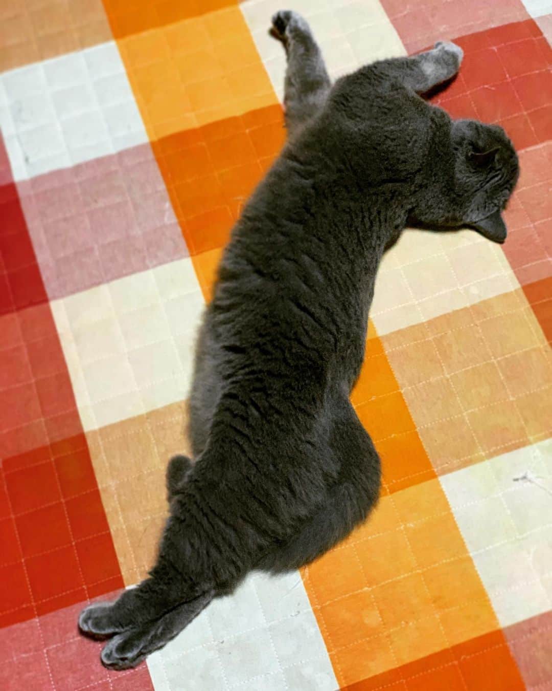 チキン南蛮カレーのルウ王子のグルメインスタ