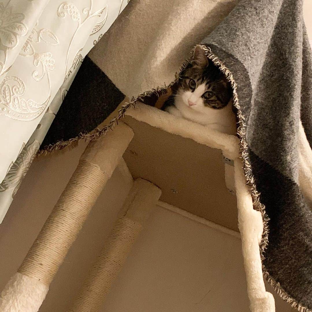 のインスタグラム：「ひょこっ。  #サスケ #猫 #ネコ #ねこ #ニャンスタグラム #ねこすたぐらむ #保護猫 #保護猫と暮らす #ねこ部 #ねこさん #cat #catstaglam #cute #mylovelycat #instacat #picneco #kater #고양이」