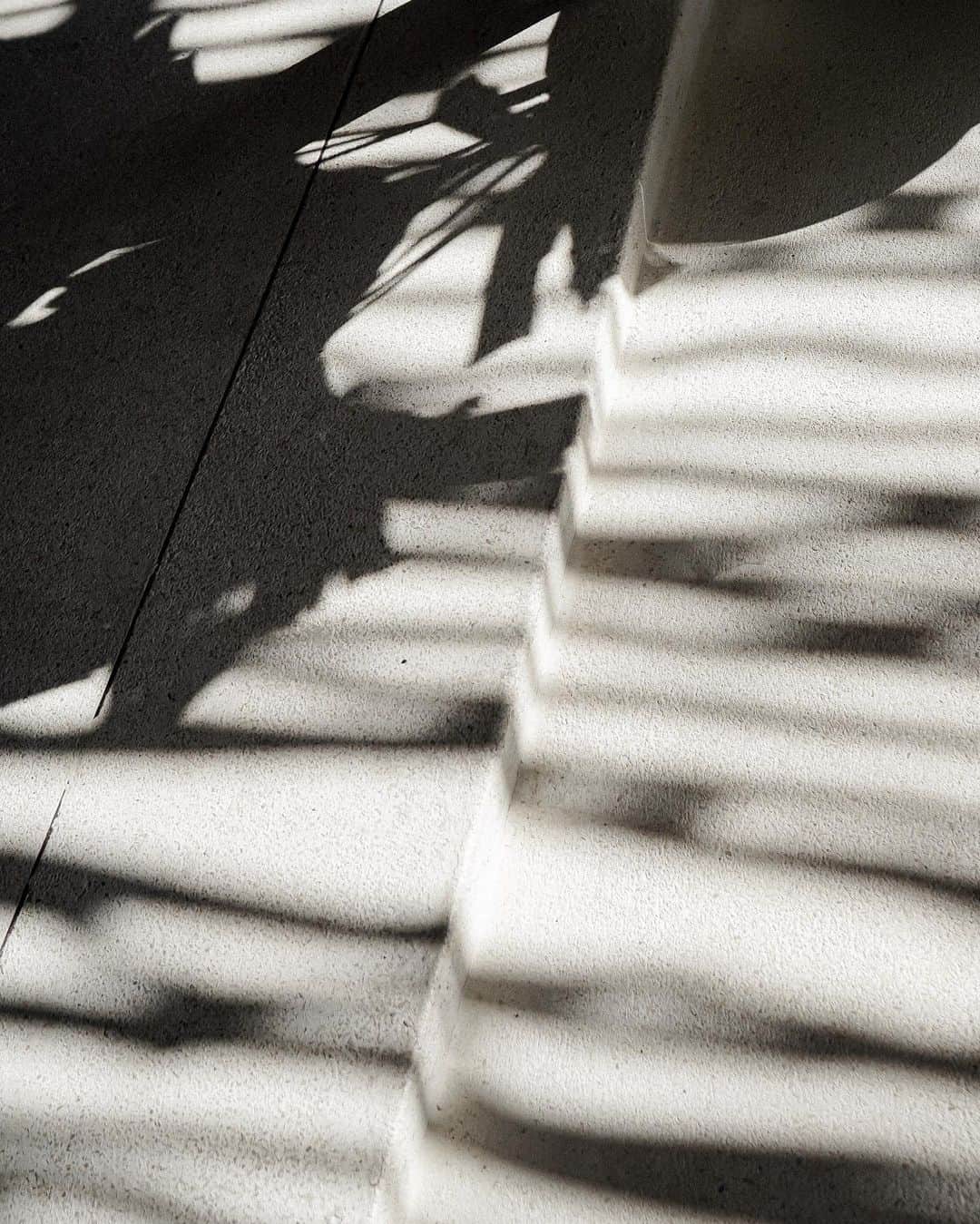 のインスタグラム：「🦓🦓🦓」