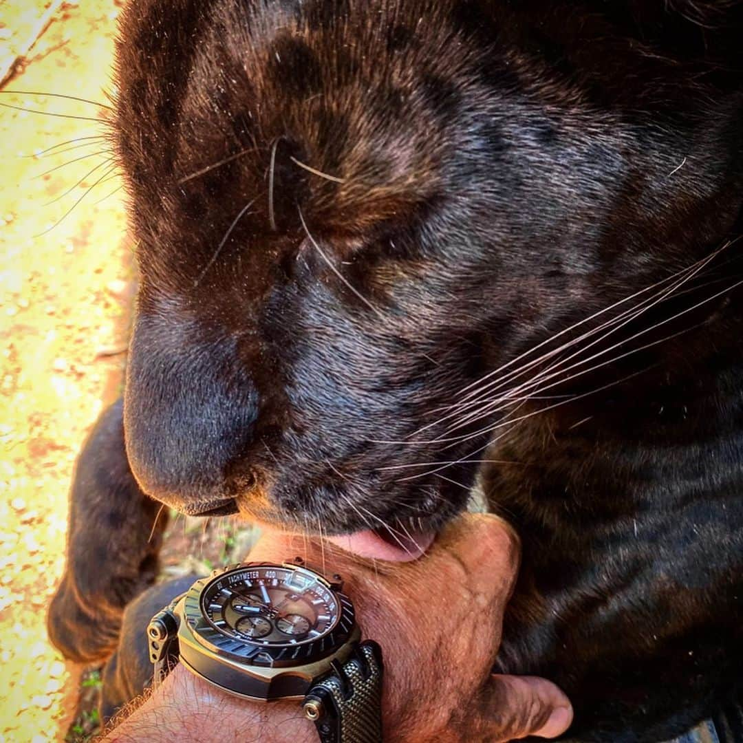 Kevin Richardson LionWhisperer さんのインスタグラム写真 - (Kevin Richardson LionWhisperer Instagram)「•Time for some leopard licks 😉• At the @ausmotogp I was honoured to be asked by @motogp to hand over the pole position awards to the pole sitters. The fasted riders in qualifying get an awesome #tissottrace watch for their efforts. I too was rewarded with this appropriately coloured ‘bush/khaki’ version of this timepiece. I told the guys from @tissot_official that I’d give them feedback on how tough their watch is, as I put it through its paces with the toughest conditions it will encounter yet. So far, so good! Loving this watch!  #tissottrace #tissot #timepiece #motogp #officialmotogptimekeeper #tissotwatches #poleposition #watch #watchesofinstagram」11月28日 21時42分 - lionwhisperersa