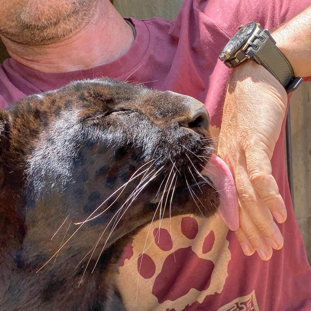 Kevin Richardson LionWhisperer のインスタグラム