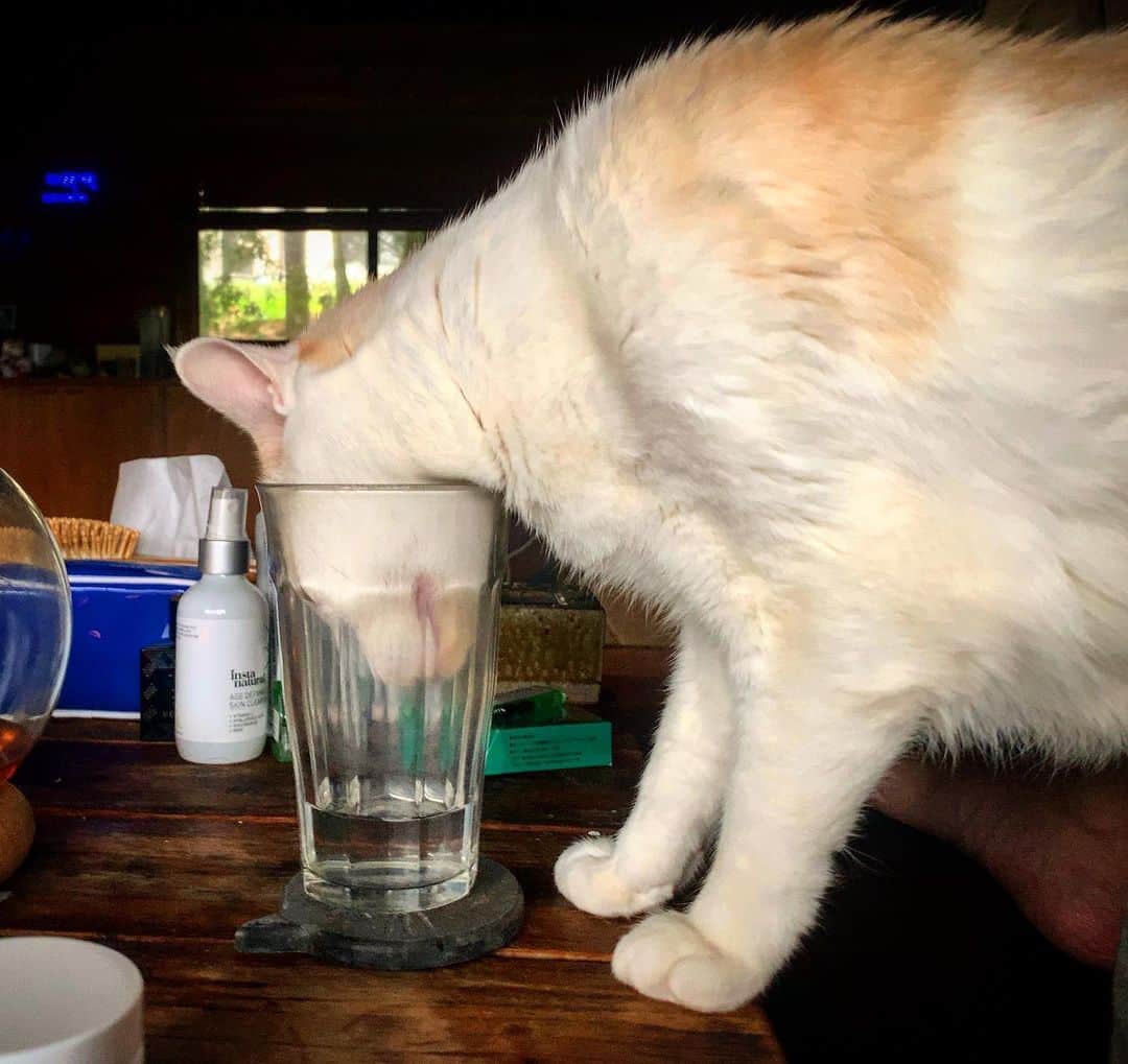 池内万作さんのインスタグラム写真 - (池内万作Instagram)「惜しい（笑）。 #イケウチ家の猫 #しろっさん」11月28日 21時48分 - mandeshita