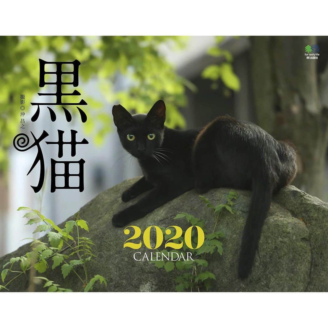 Masayukiさんのインスタグラム写真 - (MasayukiInstagram)「2020年のカレンダー 7種類発売予定です。 プロフィールのURLをクリックすると amazonの著書一覧ページにジャンプしますのでご覧くださいませ。 🐈必死すぎるネコ 壁掛けカレンダー2020 ￥1,320  サイズ: 25.5cm ×25.5cm 🐈よりそい猫 壁掛けカレンダー2020 ￥1,540  サイズ:25.7cm×36.4cm 　B4 🐈【Amazon.co.jp限定】そとねこ 壁掛けカレンダー2020  特典：スマホ用壁紙画像-そとねこ　データ配信 ￥1,100  サイズ: 30cm×38cm 🐈にゃんこ相撲 壁掛けカレンダー2020 ￥1,320  サイズ:52cm×38cm 🐈にゃんこ相撲 卓上カレンダー2020 ￥770  サイズ: 17cm× 13.4cm 🐈黒猫 壁掛けカレンダー2020 ￥1,430 サイズ:39cm×30cm 🐈幸せを招くハチワレ猫 壁掛けカレンダー2020 ￥1,320  サイズ:35.2cm×29.8cm」11月28日 21時50分 - okirakuoki