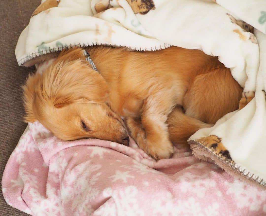 Sora Momoさんのインスタグラム写真 - (Sora MomoInstagram)「おてて揃えて寝てるそら🐶🐾 ☺︎ どこから見ても可愛い☺️💕 今日は冷えるからブランケット掛けてあげました ☺︎ #おてて揃えて寝てる#おててが可愛い#丸っと可愛い #にっこりな寝顔が可愛い#どこから見ても可愛い#寝てる愛犬#いろんな方向から撮影 #変な飼い主#今日も親バカ全開  #ダックス#ミニチュアダックス #dachshund #miniaturedachshund」11月28日 22時40分 - teratera_sorapu_