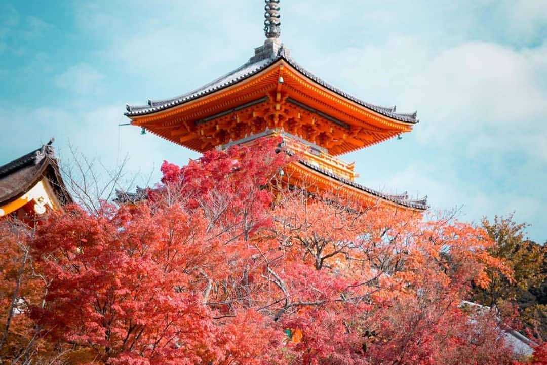 Terry Birdさんのインスタグラム写真 - (Terry BirdInstagram)「Hi, Semua! I'm here, Kyoto. Photo by @michaelsyoma . #kyoto #TakaakiTerry #japan #jepun #orangjepun」11月28日 22時37分 - takaaki_terry