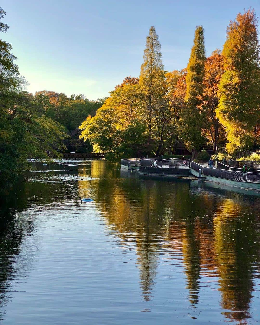 真衣ひなのさんのインスタグラム写真 - (真衣ひなのInstagram)「. 吉祥寺の井の頭公園。 在団中もよく休演日にここに来て 一人でおさんぽしていたなぁ🐰 この日は撮影兼ねてのおさんぽでした。 おさんぽ兼ねての撮影だったかな。笑 赤や黄に染まりゆく木々を見ながら 寒空の下で飲むホットラテは、 いつもより美味しく感じました☺︎ . #今度はホットワインにしようかな #温かい飲み物が染み渡る感覚は #暑い日の冷たい麦茶と同じ幸福感 #この現象にだれか名前つけて！」11月28日 22時58分 - hinano_mai