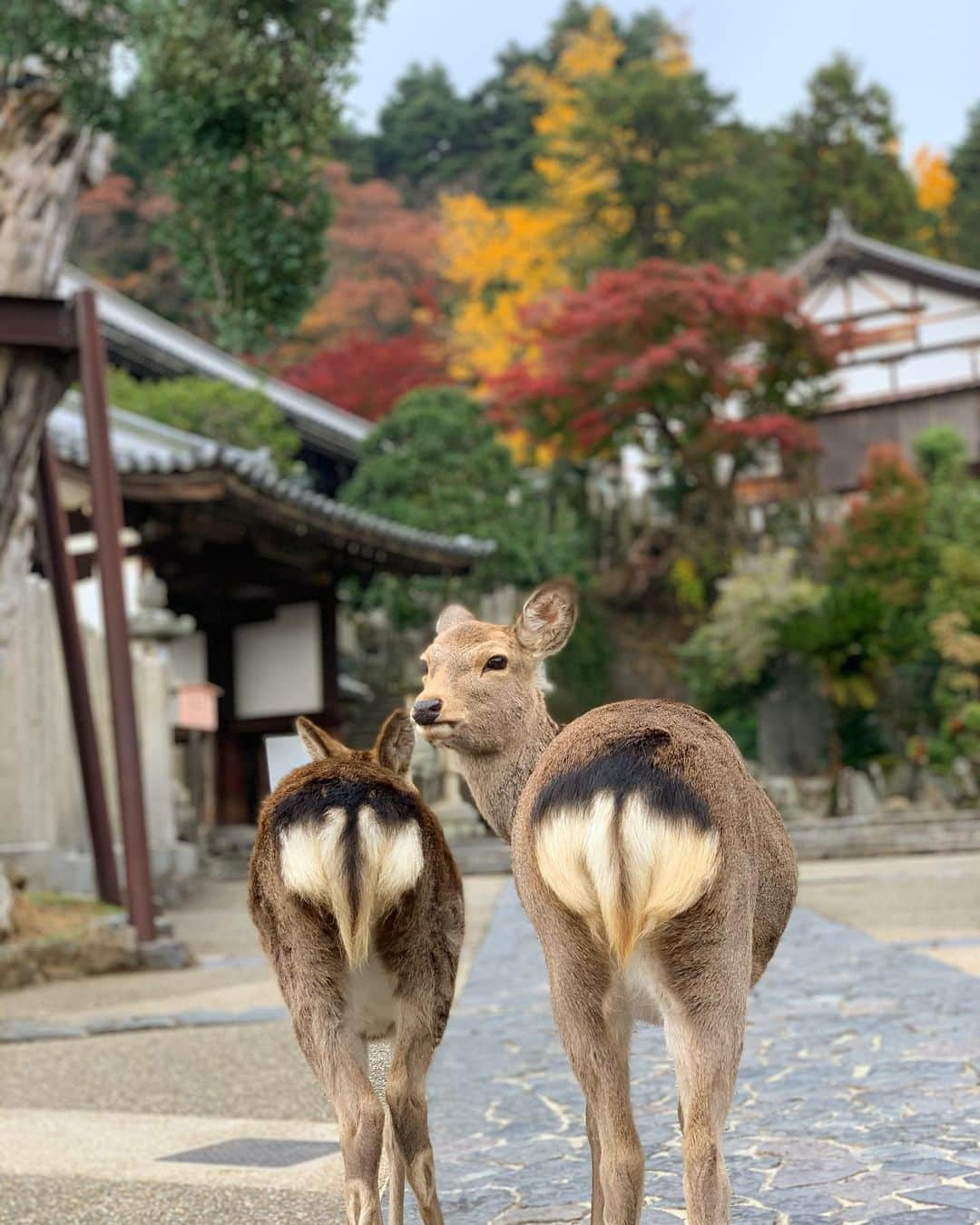 久保雄司さんのインスタグラム写真 - (久保雄司Instagram)「奈良へ🦌♪ 毎日家族でわいわい楽しかった😌🍻 今年最後の大阪帰省👦🏻👩🏻👨🏻👧🏻」11月28日 23時12分 - six_kuboyuji