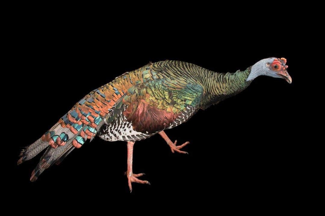 Joel Sartoreさんのインスタグラム写真 - (Joel SartoreInstagram)「Happy Thanksgiving from this beautiful ocellated turkey @officialdwazoo! Endemic to Mexico's Yucatan Peninsula, Guatemala and Belize, ocellated turkeys, especially males, look similar to the North American wild turkey, but have more vibrant coloring and weigh significantly less than the birds in the States. Males weigh just over ten pounds and average three feet in length, while females are slightly smaller in size. Both sexes have bluish-gray tails with a well-defined, eye-shaped, blue-bronze colored spot near the end followed by a bright gold tip. These spots give the ocellated turkey its name, as the Latin word for eye is oculus. In the wild, large scale timber operations and slash and burn agriculture in Central America threaten the habitat of the ocellated turkey. To combat this threat, and create a better future for the species, @rainforestalliance is working to advance community forestry, sustainable agriculture, ecotourism, and environmental education, supporting local landscapes and communities in areas where this bird is found. #Thanksgiving #TurkeyDay #ocellatedturkey #colorful #bird #PhotoArk #savetogether」11月29日 0時06分 - joelsartore