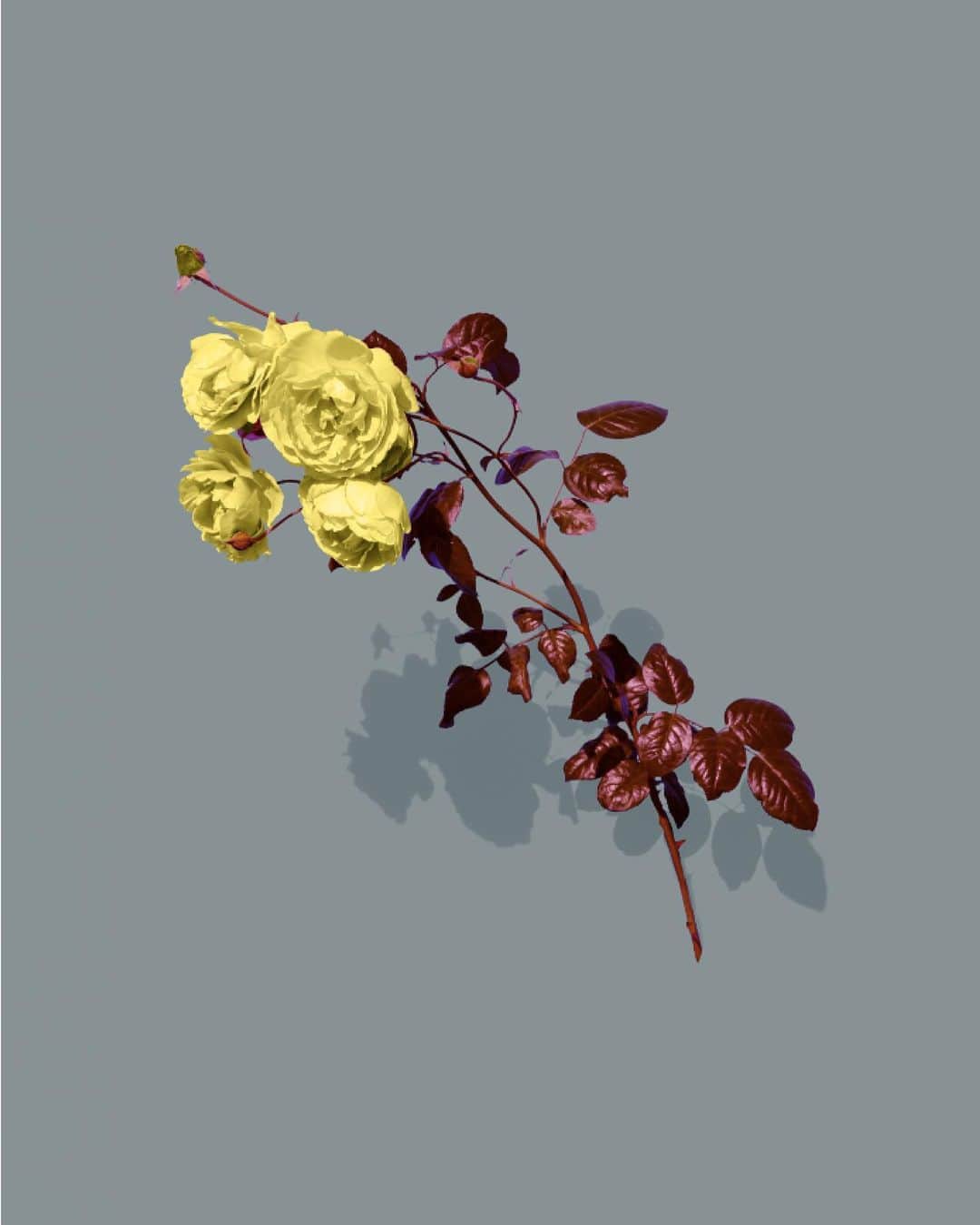 ドリス・ヴァン・ノッテンさんのインスタグラム写真 - (ドリス・ヴァン・ノッテンInstagram)「Women AW 2019-20 prints Digitally reworked roses #driesvannoten #womensfashion #aw19 #prints #roses」11月29日 0時19分 - driesvannoten