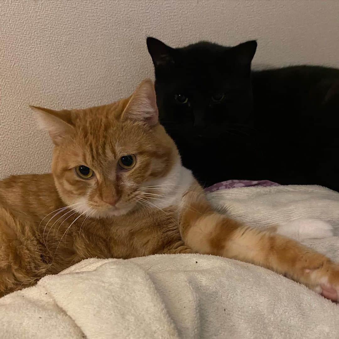 のインスタグラム：「ぬくぬくしながら寝ましょ寝ましょそうしましょ #catstagram #catlovers #kurohakuchai #cat #blackcat #黒猫 #茶トラ #猫多頭飼い #tabby #orangetabby」