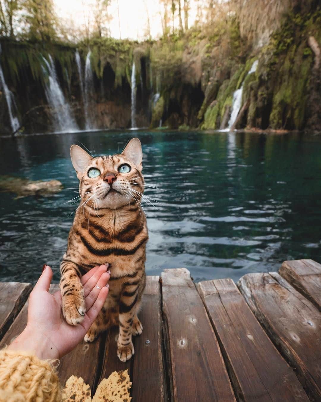 のインスタグラム：「Take my hand and I’ll go anywhere with you⠀ ⠀ 📷@sukiicat ⠀ ⠀ #meowed #bengal #sukiicat #travelkitty #adventurekitty #sony」