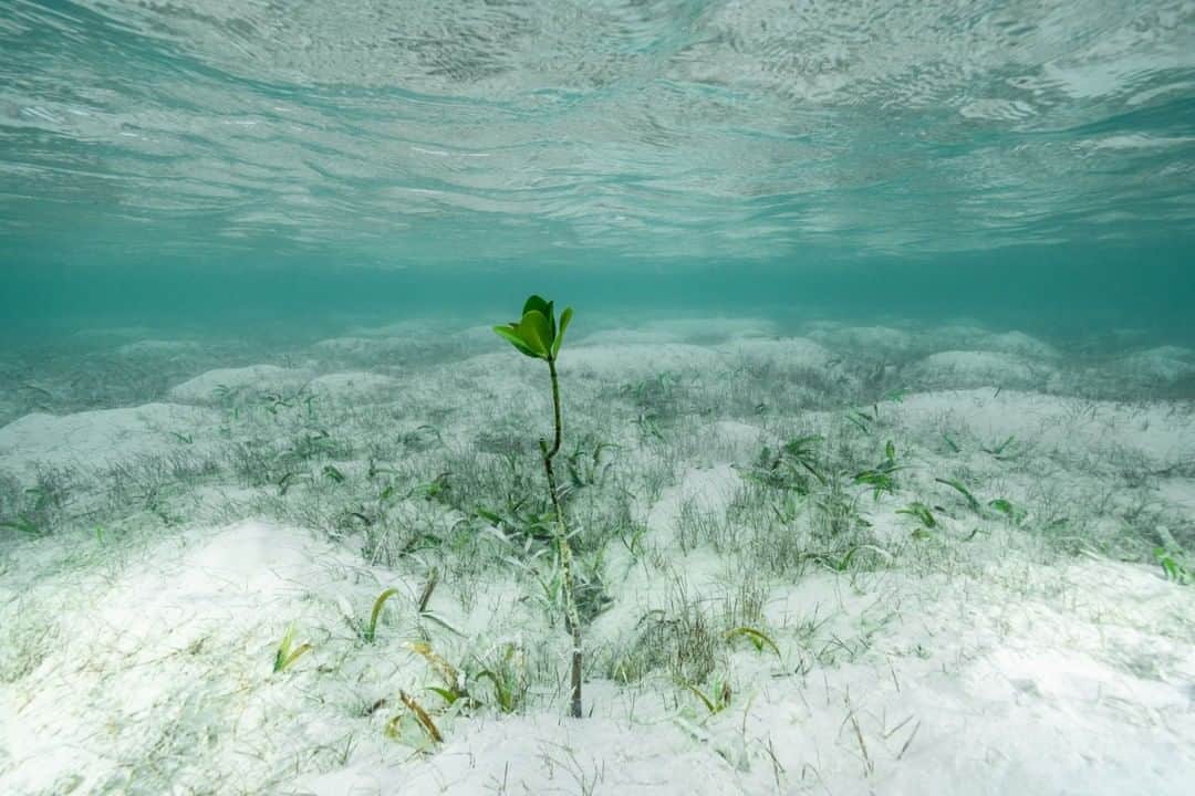 National Geographic Travelさんのインスタグラム写真 - (National Geographic TravelInstagram)「Photo by Cristina Mittermeier @Mitty | A mangrove seedling grows in a cradle of sand and warm ocean water. I took this photo in the Bahamas in March 2019, months before Hurricane Dorian laid waste to the northern part of the archipelago. Dorian pummeled the islands for hours, transforming the coastline. I returned recently with my @SeaLegacy team to document the destruction Dorian left behind, but also to show the strength and resiliency of the local people working to restore their beloved islands.  Follow me @Mitty for stories from the front lines of the restoration efforts in the Bahamas. #Mangrove #Hope #ClimateChangeIsReal #PlantsofInstagram」11月29日 2時06分 - natgeotravel