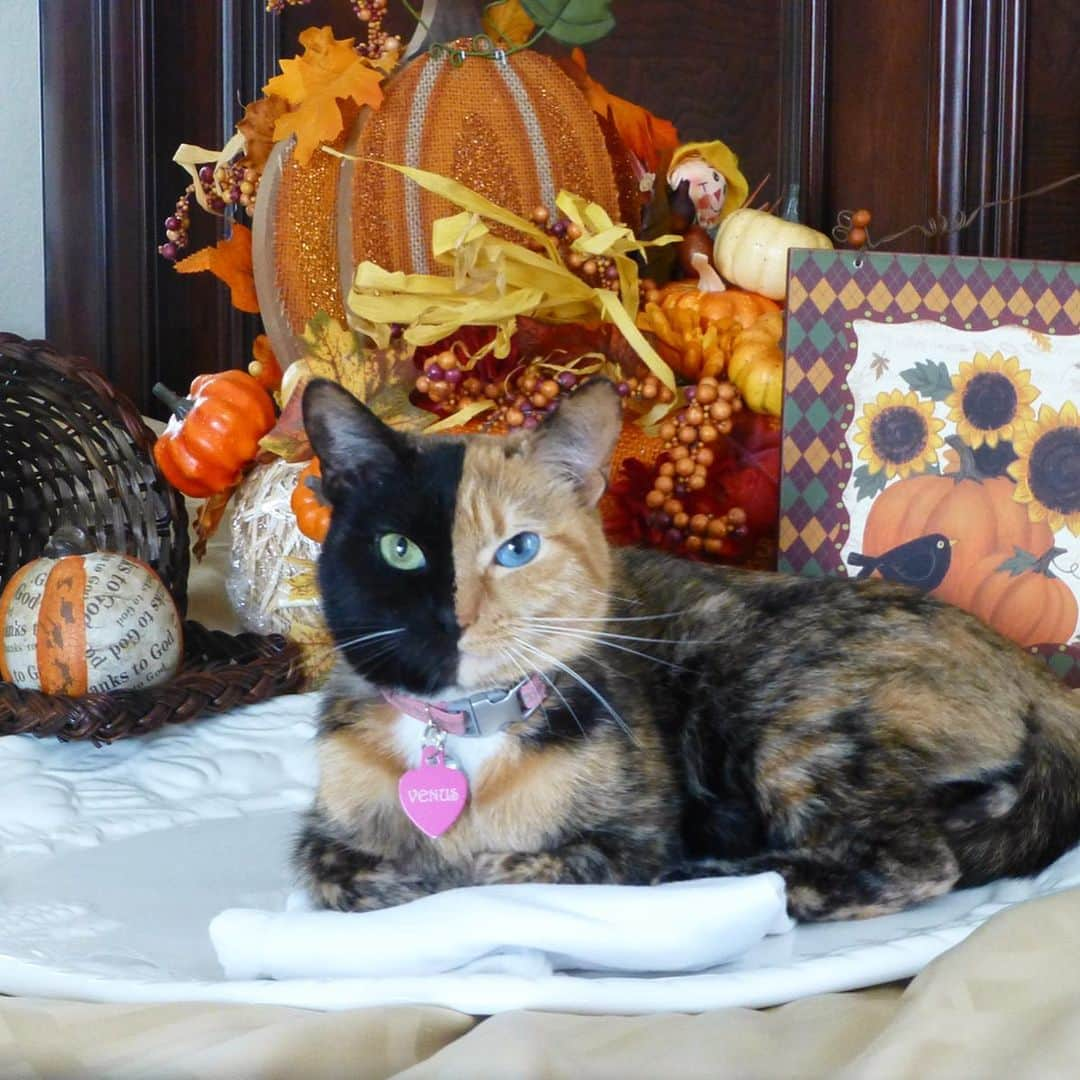 Venus Cat さんのインスタグラム写真 - (Venus Cat Instagram)「Happy Thanksgiving! I am thankful for having such pawesome family & friends including you! 😽 Here are a few of my favorite #tbt Thanksgiving pics from 2013.  What are you thankful for this Thanksgiving?」11月29日 2時39分 - venustwofacecat