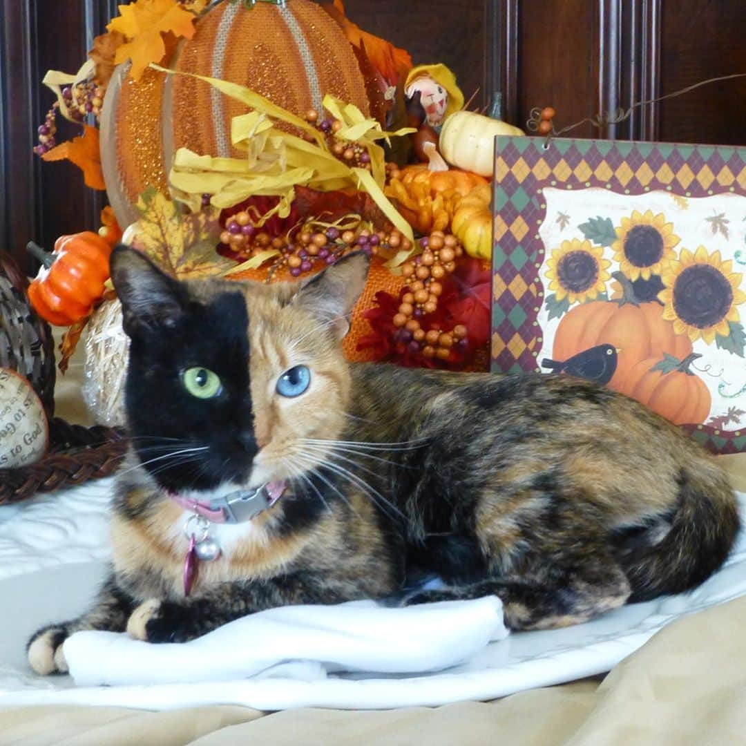 Venus Cat さんのインスタグラム写真 - (Venus Cat Instagram)「Happy Thanksgiving! I am thankful for having such pawesome family & friends including you! 😽 Here are a few of my favorite #tbt Thanksgiving pics from 2013.  What are you thankful for this Thanksgiving?」11月29日 2時39分 - venustwofacecat