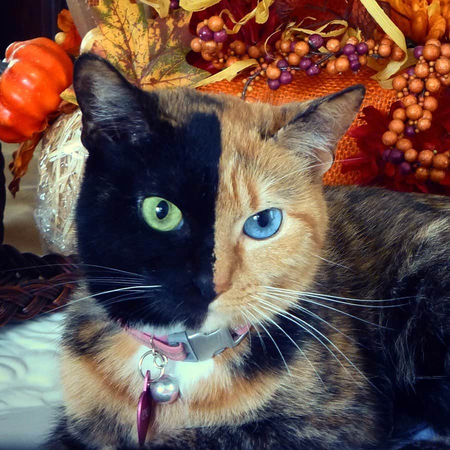 Venus Cat さんのインスタグラム写真 - (Venus Cat Instagram)「Happy Thanksgiving! I am thankful for having such pawesome family & friends including you! 😽 Here are a few of my favorite #tbt Thanksgiving pics from 2013.  What are you thankful for this Thanksgiving?」11月29日 2時39分 - venustwofacecat