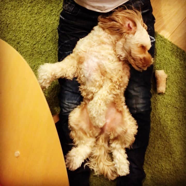 北山陽一のインスタグラム：「動けないんですけど…  #きたやまおかき」