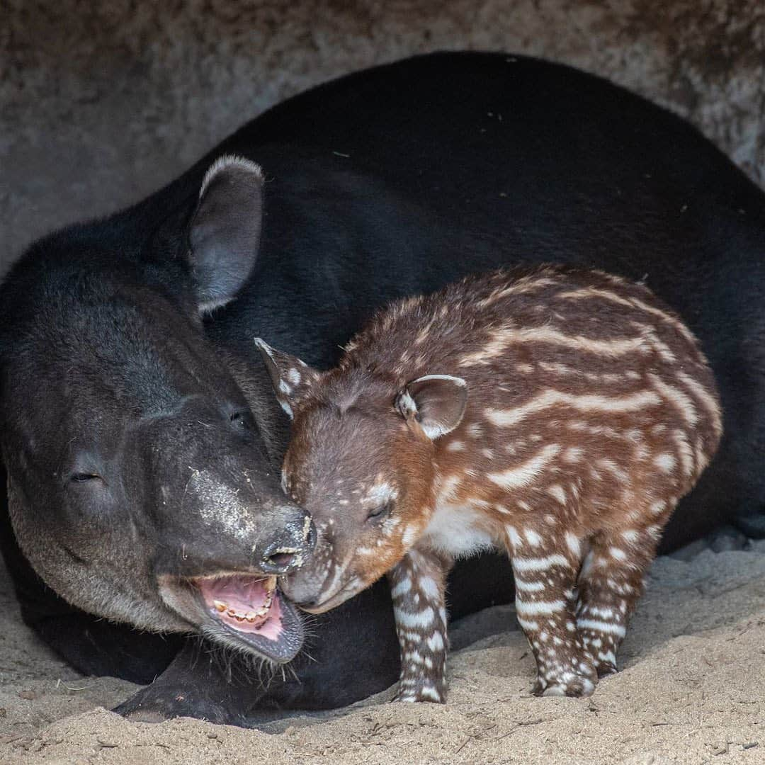 San Diego Zooさんのインスタグラム写真 - (San Diego ZooInstagram)「We're especially grateful for your friendship and ongoing support. ❤️ Wishing you a safe and happy Thanksgiving. #givingthanks #happythanksgiving #ourappreciationwillnevertapiroff  #sandiegozoo 📷Marsha Serafin」11月29日 3時05分 - sandiegozoo