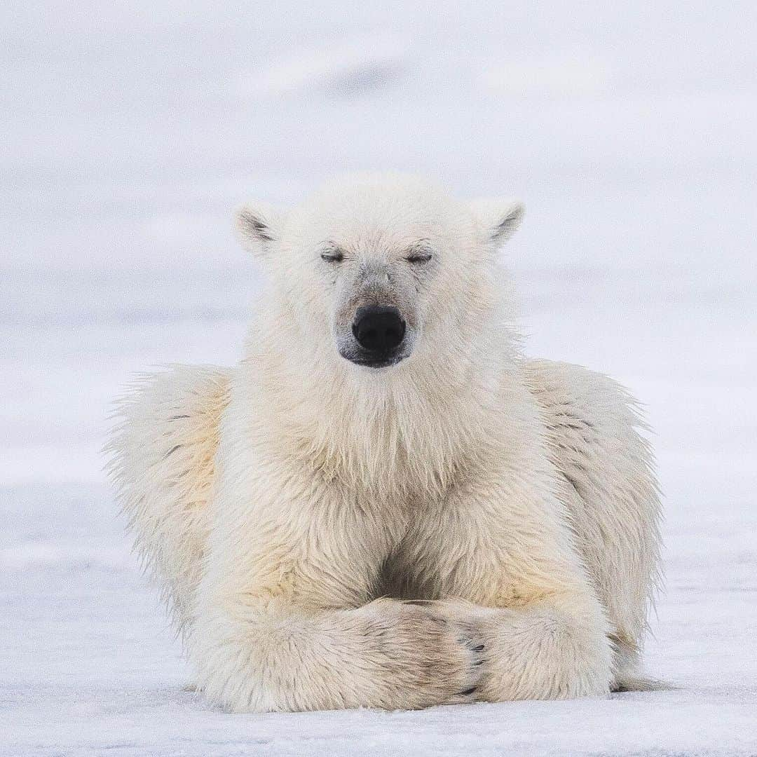 Discoveryさんのインスタグラム写真 - (DiscoveryInstagram)「"Mentally preparing myself for how much food I am going to eat today." 🦃 #blessed 📸 by Fernando O'Farrill (@fernando_ofarrill) . . . . #adventure #travel #nature #photography #photooftheday #naturephotography #instagood #wildlifeIG #explore #naturelovers #holiday #turkey #gobblegobble #thanksgiving #feast #polarbear #Thanksgiving2019 #stuffed #sofull #yum」11月29日 3時16分 - discovery