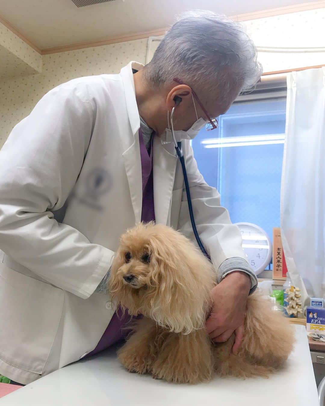 Toypoodle Mikuru?Asakusa Tokyoのインスタグラム