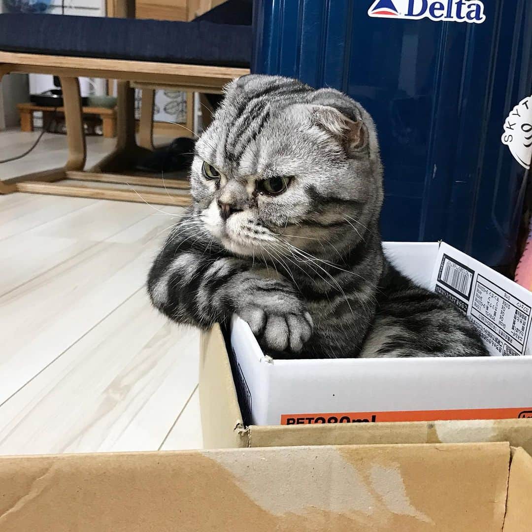 のインスタグラム：「🐱最近ひじ掛けを覚えたのか、よく見かけるようになってきた今朝のししまる。 🐱Armbox. ーーーーーーーーーーーーー 🌺「渋ネコ ししまるさん」ねこのきもちWEB MAGAZINE にて毎週金曜日エッセイの連載中 ーーーーーーーーーーー 📕「ぷっちねこ。」「3匹のちいさな猫を召喚できたなら」「ちいさな猫を召喚できたなら」徳間書店より単行本発売中 ーーーーーーーーーーー ⭐︎ねこ漫画→@tacos_cat 🌺Twitter →@taco_emonemon ーーーーーーーーーーー」