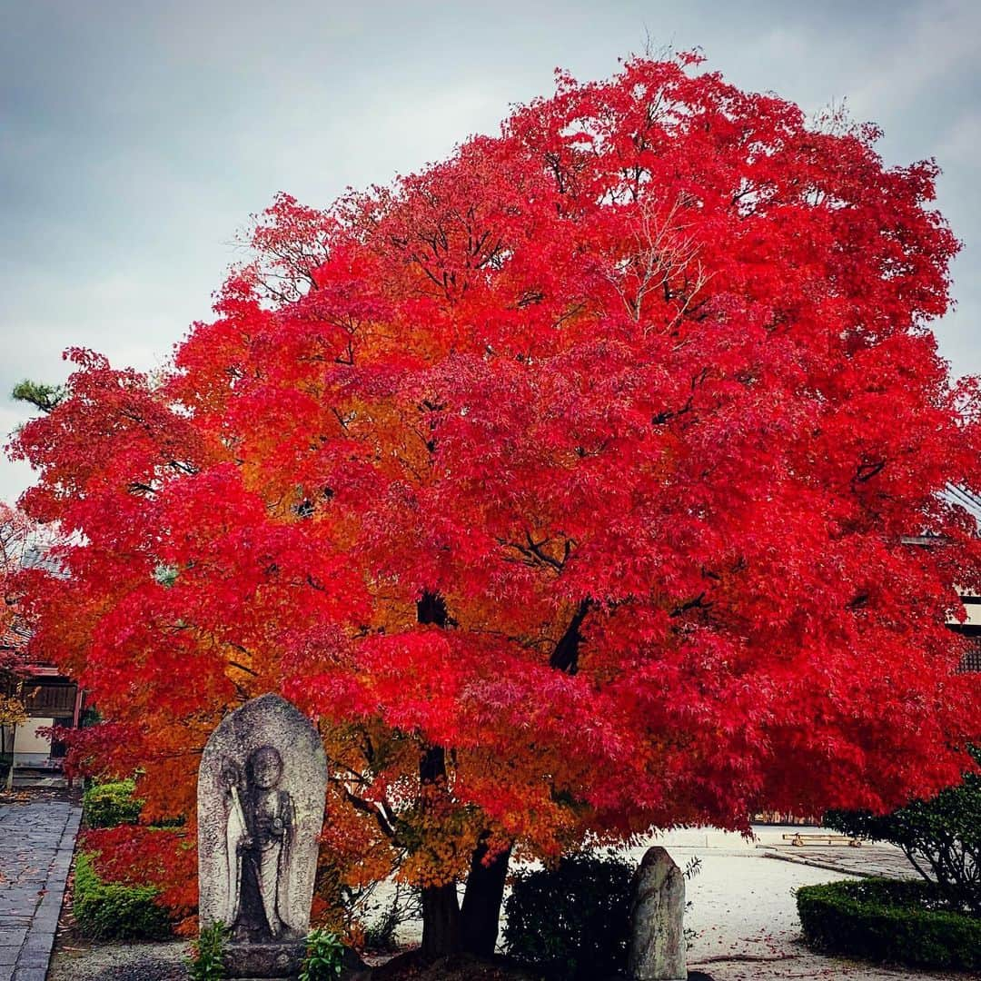 安珠さんのインスタグラム写真 - (安珠Instagram)「ご住職のお話も大変興味深く 拝観させて頂きました #阿弥陀寺 #織田信長公像」11月29日 13時18分 - anjuphotographer