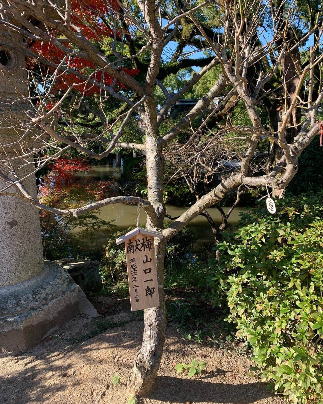 亜希子さんのインスタグラム写真 - (亜希子Instagram)「今回も福岡は最高だった。 福岡@NHK福岡の社内向けのメディア研究会の講師☺️ ・ 毎回、福岡に仕事で来る時には、太宰府天満宮にご挨拶に行っておるのですが。 ・ 今年は、サカナクション山口一郎さんが献梅された梅の木を偶然に宮内で見つけて(それも、ひっそりと静かに植えられていて、しかし存在感がある)、なんだか良い梅の木だなぁ、ウフフ、という気持ちになる。 ・ そして太宰府駅目の前のラーメン屋「一蘭」に入ったら、受験生に向けて「合格ラーメン」という商品があり、さらには、「落ちない」と書かれたシールと共に、ハンガーが鍵で施錠されて、絶対に落ちないようになっているコート掛けを見つけて、なんだかこの徹底ぶりは、写真を撮らざるをえなかった。 ・ 福岡の町は優しい。 ・ 私は前回、太宰府天満宮になんとなく足を運んだら、「あれ？初めて来た場所でなのに、この既視感はなんぞ」と思って、多分どっかの人生でご縁があった場所なのかなぁ、とナチュラルに思ったのでした。 ・ その後、こちらの神社の由縁を調べたら、幼少期から文才のあった菅原道真が祀られていると、後から知り。 ・ 文章の神様が招いてくださったのかな、なんて詩的なことを思ったり。もしそうであるならば、粛々と努力しなければいけない。気を引き締めます。」11月29日 13時33分 - akiko_ohki