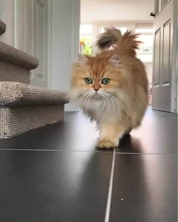 Aww Clubのインスタグラム
