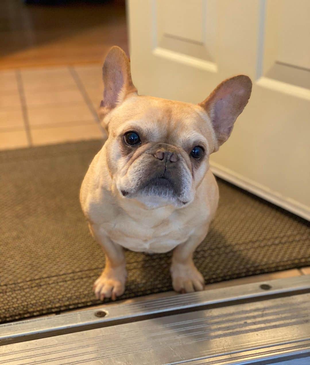 Hamlinのインスタグラム：「That look you give when the family goes out for Thanksgiving and you’re stuck at home with the cats. I hope those felines know how to properly make stuffing, otherwise I’m getting waffles delivered. Happy Thanksgiving! 🦃🍁🍽 .......... #happythanksgiving #holiday #sendleftovers」