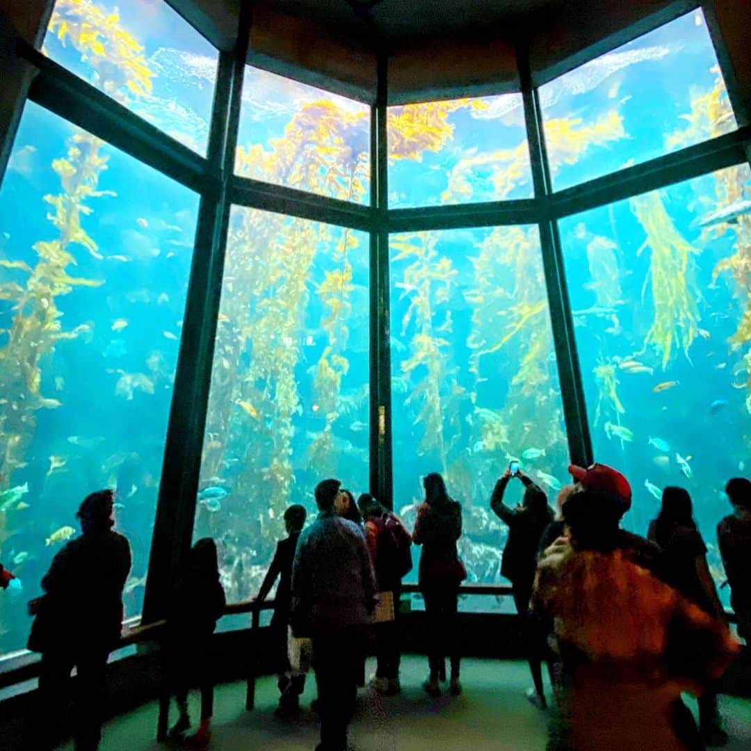 のインスタグラム：「サンタクルーズからモントレー。﻿噂には聞いていた水族館へ。﻿大人も楽しめるスケールの大きい空間🌊🐳🦈🐠✨﻿ ﻿ 久しぶりに水族館とか行った。 中でも環境に対するフロアが特に大きくて。﻿ ﻿ リアルな地球の現状、海の中で起こっていること。 プラスチック問題、CO2問題 etc  そこから世界規模の災害などにつながっていること⚡️﻿ ﻿ すごく大事なメッセージが沢山発信されていた。 海のゴミで作ったアートや、おもちゃなど。 大人も子供も興味深くみれるコンテンツ。 カリフォルニアでは参考になるTIPSが沢山。  カリフォルニアは特にエコをベースにした取り組みが マイナーではなくスタンダードとして果敢に進んでいるが、一方で大量消費の高いアメリカにいると良くも悪くも考えさせられる🇺🇸 日本🇯🇵に重なることも多々。 だから参考になることも多々。 またこちらシェアしたいと思います。﻿ ﻿ この後、おとぎ話に出てくるような 可愛らしい街カーメルに。﻿ ﻿ アメリカは🇺🇸サンクスギビングや クリスマスですっかりホリデーモード💓﻿ ﻿ 街も賑やかで華やかだよ✨﻿ ﻿ #calilife #cali #california #hiroecali #カリフォルニア #lifestyle #aquarium #水族館　﻿ #lovecali #Ocean #🌍 #環境#environment #環境汚染 #地球」
