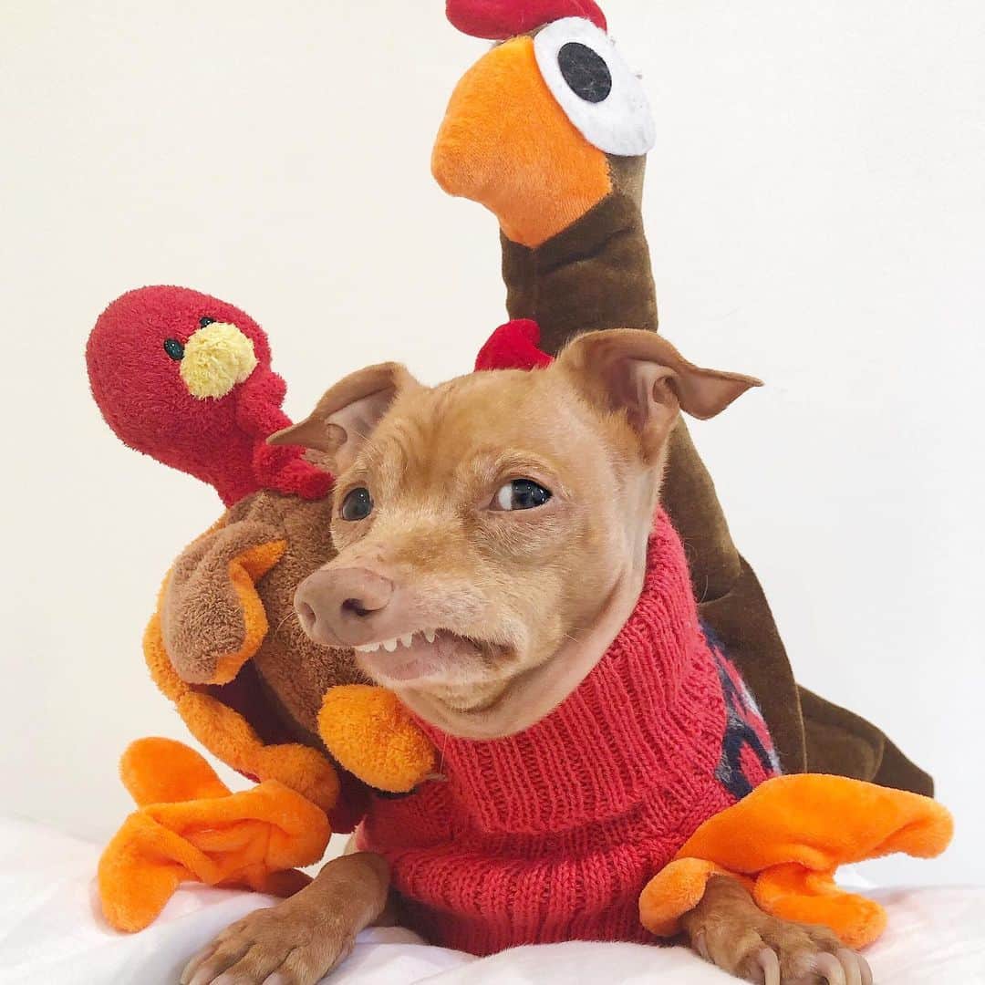 Tuna {breed:chiweenie} さんのインスタグラム写真 - (Tuna {breed:chiweenie} Instagram)「Some exciting Thanksgiving news that Tuna is less than thrilled about...Gary had a baby! 🦃 Introducing Trevor! If you’ve been following us for awhile now, you know that Tuna doesn’t like Gary (AT ALL) so just imagine how he feels about a baby Turkey. The answer is, not so great. Good news is, he loves all of you so much, as do Ian and I! Happy Thanksgiving friends! So thankful for you all! 😘」11月29日 5時39分 - tunameltsmyheart
