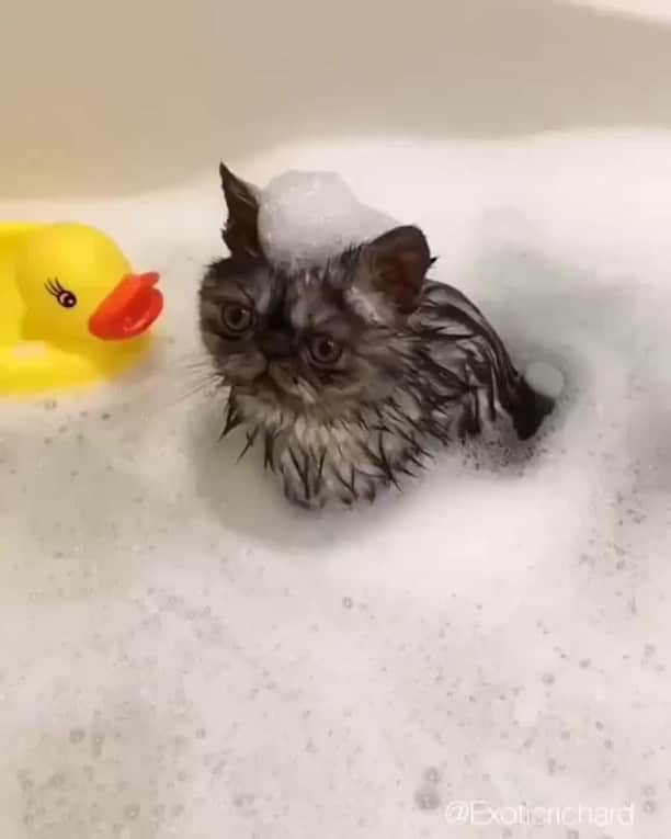 のインスタグラム：「Did someone say spa day? ⠀ ⠀ 📹@exoticrichard⠀ ⠀ #meowed #exoticrichard #Exoticshorthairs #🇨🇦」