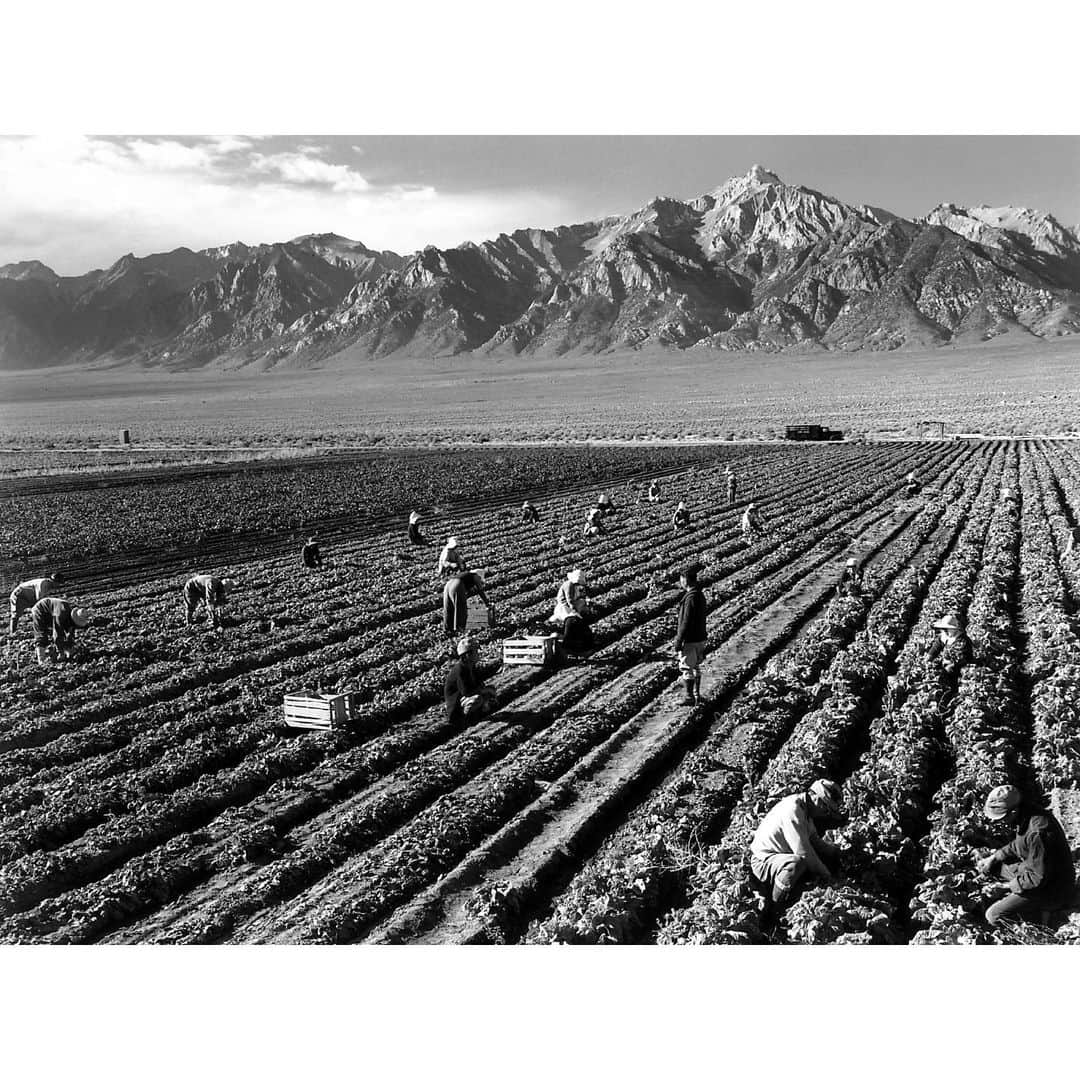 ナタリア・コルドバ・バックリーのインスタグラム：「THEY FEED US... today and everyday, give thanks to them.  I am deeply grateful to the people, who’s work feeds us everyday.  I give thanks and stand with the migrant women workers, the farm workers, the domestic workers and beyond.  The bounty many people will enjoy today comes from the hands and back breaking arduous work of many women, men AND children.  I stand with my Native/Indigenous ancestors and siblings on a day that is a reminder of the violence and injustices that their communities have and continue to face.  As you gather today, speak of the hardworking people who contribute on a daily basis to our lives and comfort. YOUR GIFTS TO EACH OTHER CAN BE GIFTS TO OTHERS...below is how you can donate to accomplish that. • @mujerxsrising  is an organization that is focused on the civil rights of migrant women and their families. Visit https://justice4women.org and consider donating some money to a cause that deserves our attention. • @campesinasunite is the 1st national farmworker women’s organization in the U. S.  Their mission is to unify the struggle, to promote farm worker women’s leadership and advocate for changes that ensure their human rights. You can become a contributor to their cause, or participate yourself. 📷 some by David Bacon, others my Bob Fitch, others unknown.  #thanksgiving #migrantworkers #farmworkers #campesinas #consciousthanksgiving」