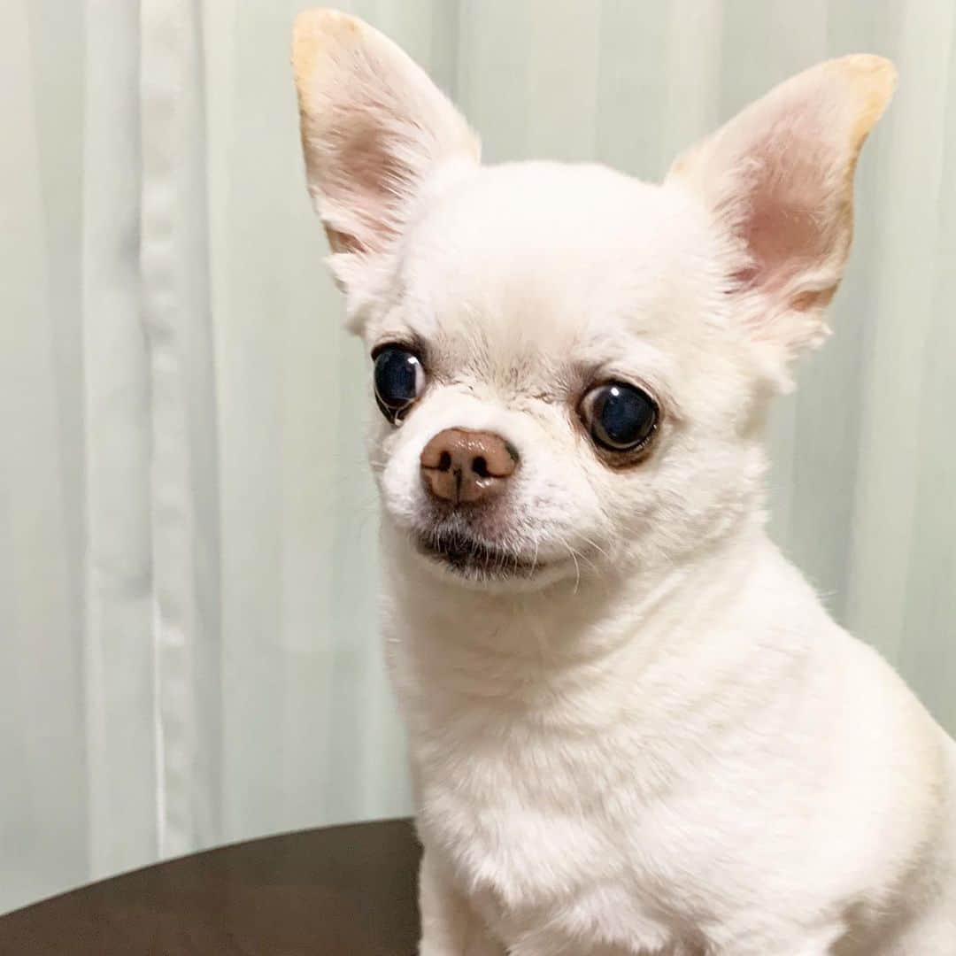 KORIKIのインスタグラム：「おはようございます♪ * #dogofsapporo #dog, #dogs, #dogstagram,#chihuahua,#犬バカ部,#チワワ,#koriki, #hanadog #白スムチ連合会, #スムチー,  #dogofthedayjp, #dogoftheday  #ilovemydog #instadog #instapet #WhiteChihuahua  #吉娃娃 #치와와  #dogsofinstagram #Chihuahualover  #ชิวาวา #チワワの輪 #barkbox #WhiteChihuahuaParty #もふもふモフモフ」