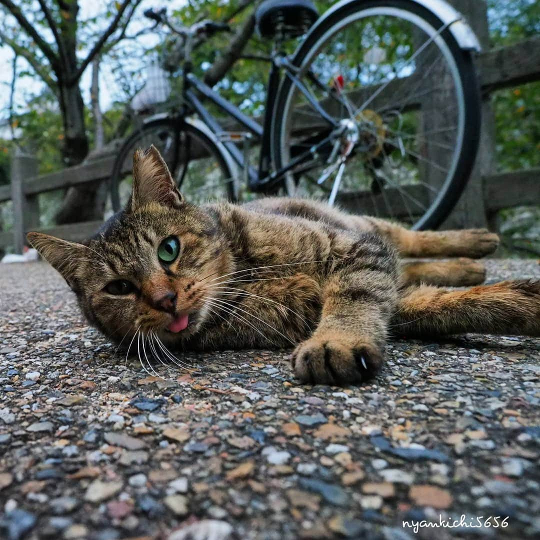 路地裏のにゃん吉さんのインスタグラム写真 - (路地裏のにゃん吉Instagram)「みんな今日も頑張るべー  #生き抜け野良猫 べーちゃん #แมว #igersjp#ねこ#猫#planet_of_the_cats_#ねこ部#ふわもこ部#kittens_of_world #にゃんすたぐらむ#みんねこ #cats#ファインダー越しの私の世界 #catsofinstagram#catstocker#gatto#catloversclub#ペコねこ部#ピクネコ #東京カメラ部#icu_japan#team_jp_西 #고양이#nekoclub #catstagram#japan_photo_now #bestcatclub 　#balousfriends#ファインダーは私のキャンパス」11月29日 7時28分 - nyankichi5656