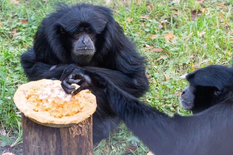 スミソニアン国立動物園さんのインスタグラム写真 - (スミソニアン国立動物園Instagram)「The look you give when someone reaches across your #Thanksgiving plate...😒🥧」11月29日 7時28分 - smithsonianzoo