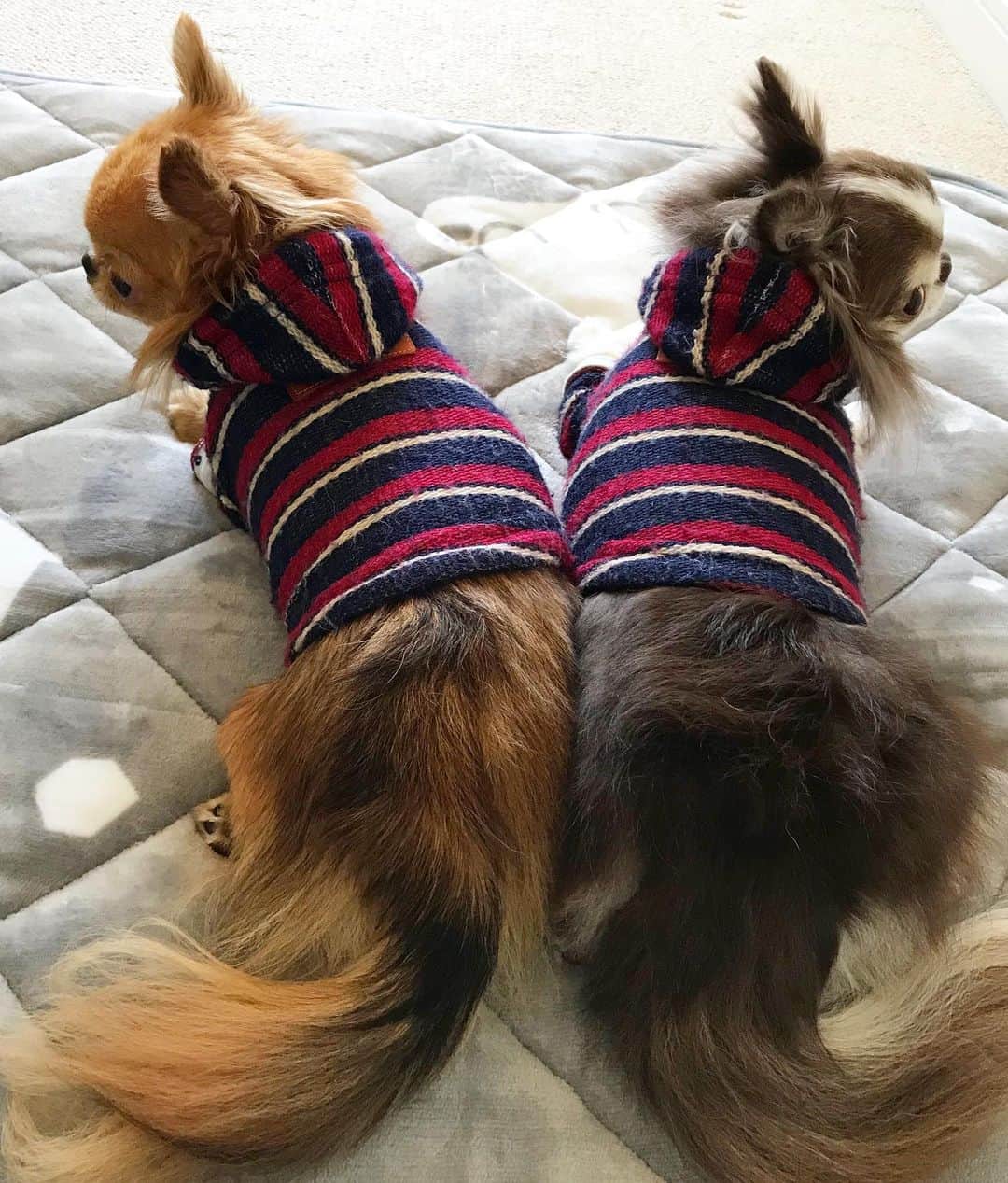 kayoのインスタグラム：「* * くりおとらいちん ほぼ同じ体重だけど触り心地が全然違う😂 * * くりお→硬い らいちん→ぷにぷに * * kulio💗Lychee * * #chihuahua#chihuahualove#dogstgram#dog#instadog#チワワ#チワワ大好き * *」