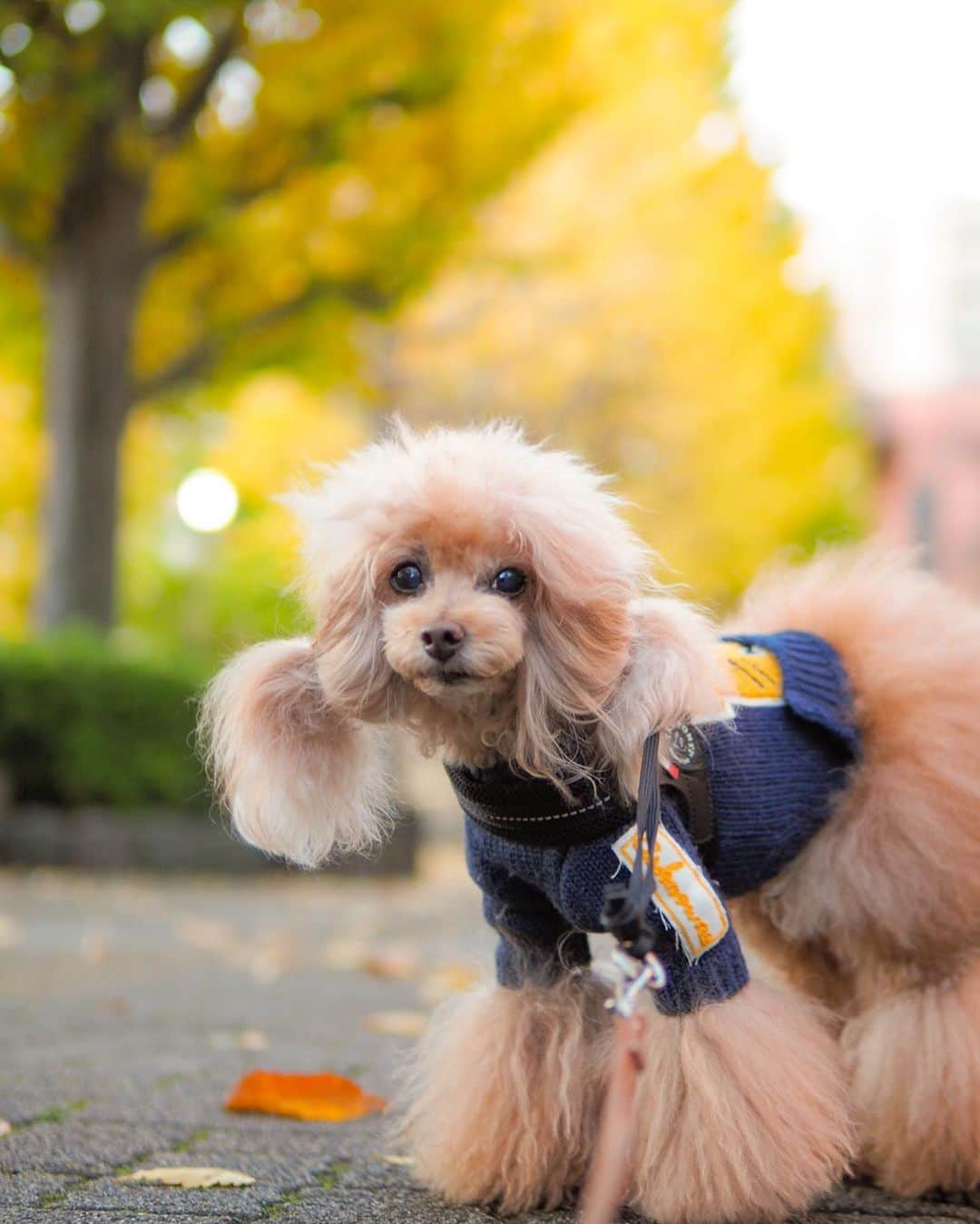 Toypoodle Mikuru?Asakusa Tokyoさんのインスタグラム写真 - (Toypoodle Mikuru?Asakusa TokyoInstagram)「20191129 Friday. Good  morning! Friends 💝 ❶❷ 秋色みくるん🍂 ❸ 食欲の秋みくるん 肉活強奪🍖動画 . や、やっと金曜日👏🏻 定時ダッシュ💨できますように🙏🏻 . #浅草神社 #秋色みくるん #ツインテール」11月29日 8時17分 - purapura299