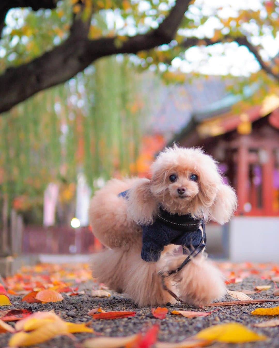 Toypoodle Mikuru?Asakusa Tokyoのインスタグラム：「20191129 Friday. Good  morning! Friends 💝 ❶❷ 秋色みくるん🍂 ❸ 食欲の秋みくるん 肉活強奪🍖動画 . や、やっと金曜日👏🏻 定時ダッシュ💨できますように🙏🏻 . #浅草神社 #秋色みくるん #ツインテール」