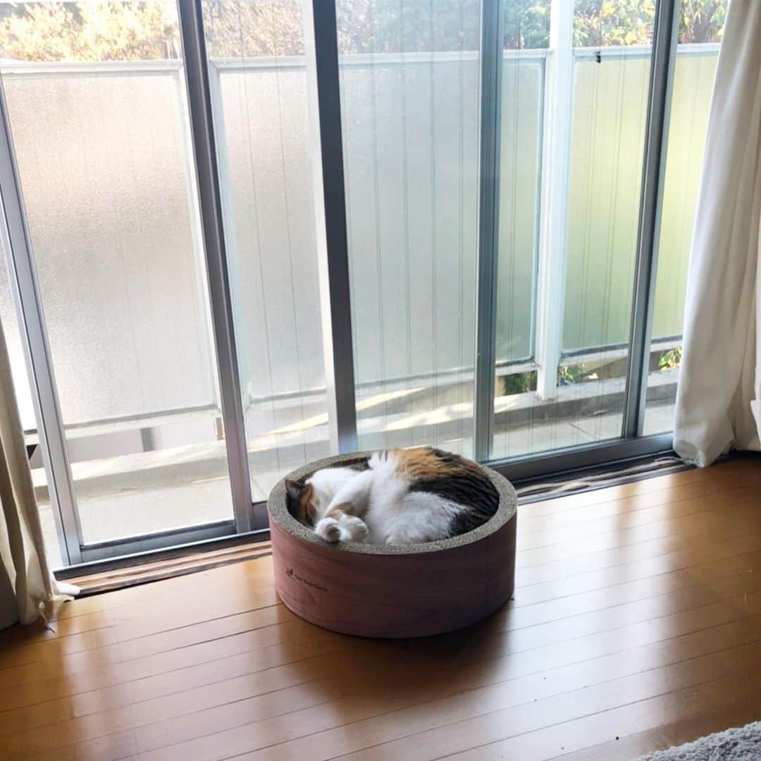 山田稔明さんのインスタグラム写真 - (山田稔明Instagram)「おはよ。昨日から関西、京都の朝はとても快晴。αステーション「SPURT FRIDAY」に12時台生出演します。リクエスト、メッセージなどよろしくお願いします。 #ポチ実 #三毛猫」11月29日 8時20分 - toshiakiyamada