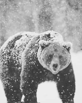 ジェイク・ポールさんのインスタグラム写真 - (ジェイク・ポールInstagram)「Training camp high in the mountains with the legend @shanemosley , we’ve been fighting bears (swipe to see mr. bear), conditioning in super thin air producing extra red blood cells, and working in ice cold conditions... I truly feel bad for whoever agrees to fight me next.. I am the PROBLEM CHILD💥」11月29日 8時27分 - jakepaul