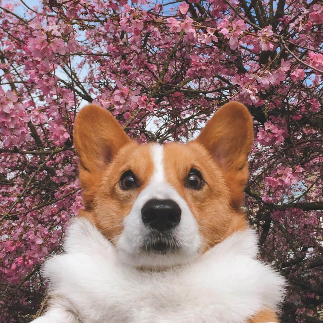 Loki the Corgiのインスタグラム